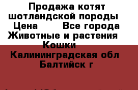 Продажа котят шотландской породы › Цена ­ - - Все города Животные и растения » Кошки   . Калининградская обл.,Балтийск г.
